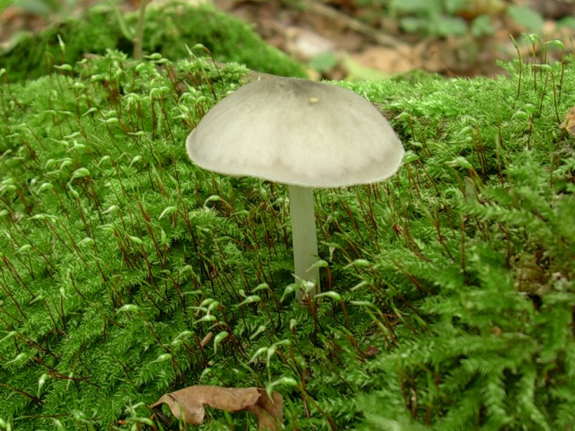 482 Ottobre vecchio ritrovamento